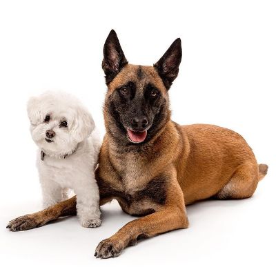 Both Lola and Trixie are sitting while the entire background and floor is completely white.